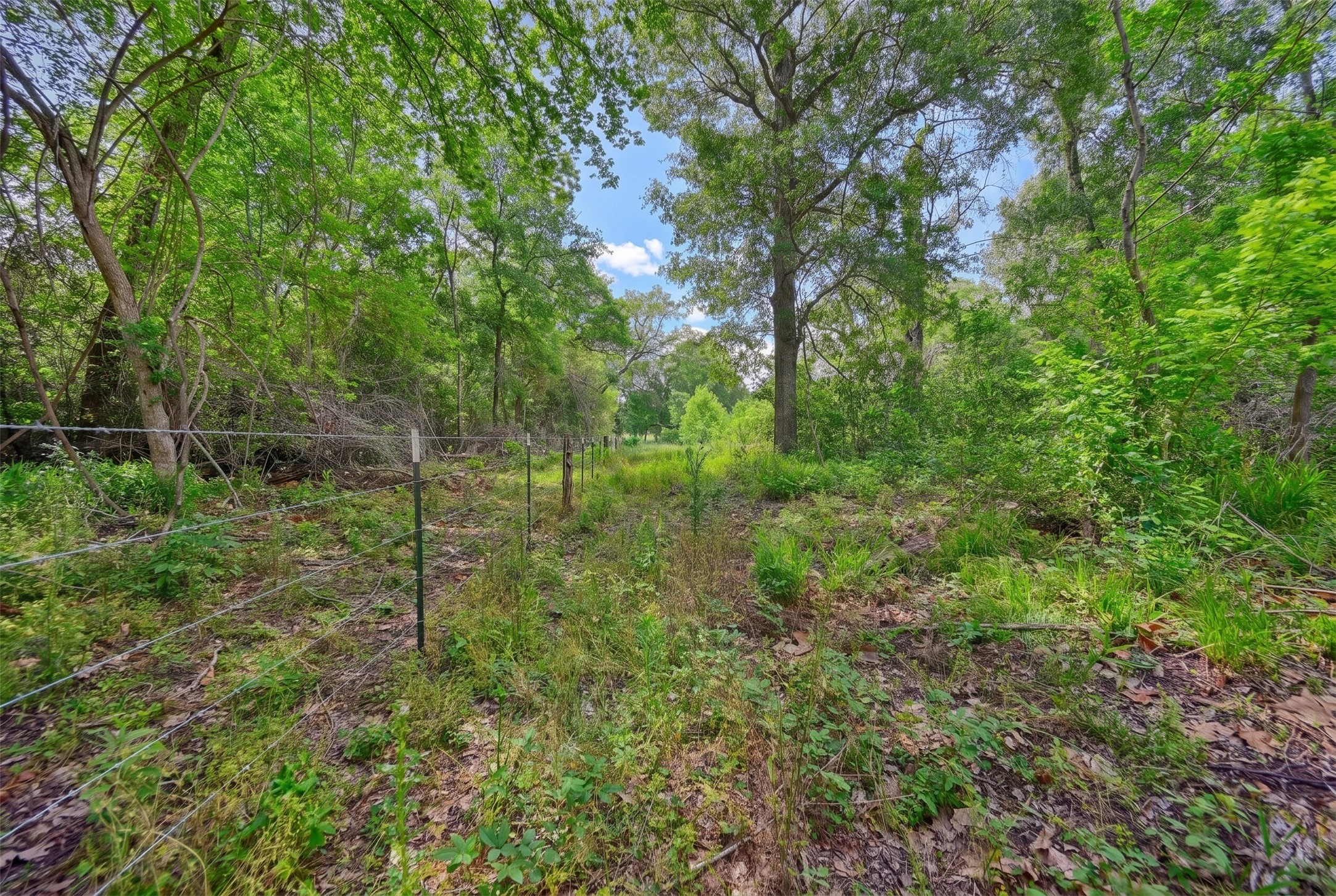 4321 Gaskamp Road Washington, TX 77880 - Photo 5 of 9 a view of a green field with lots of bushes