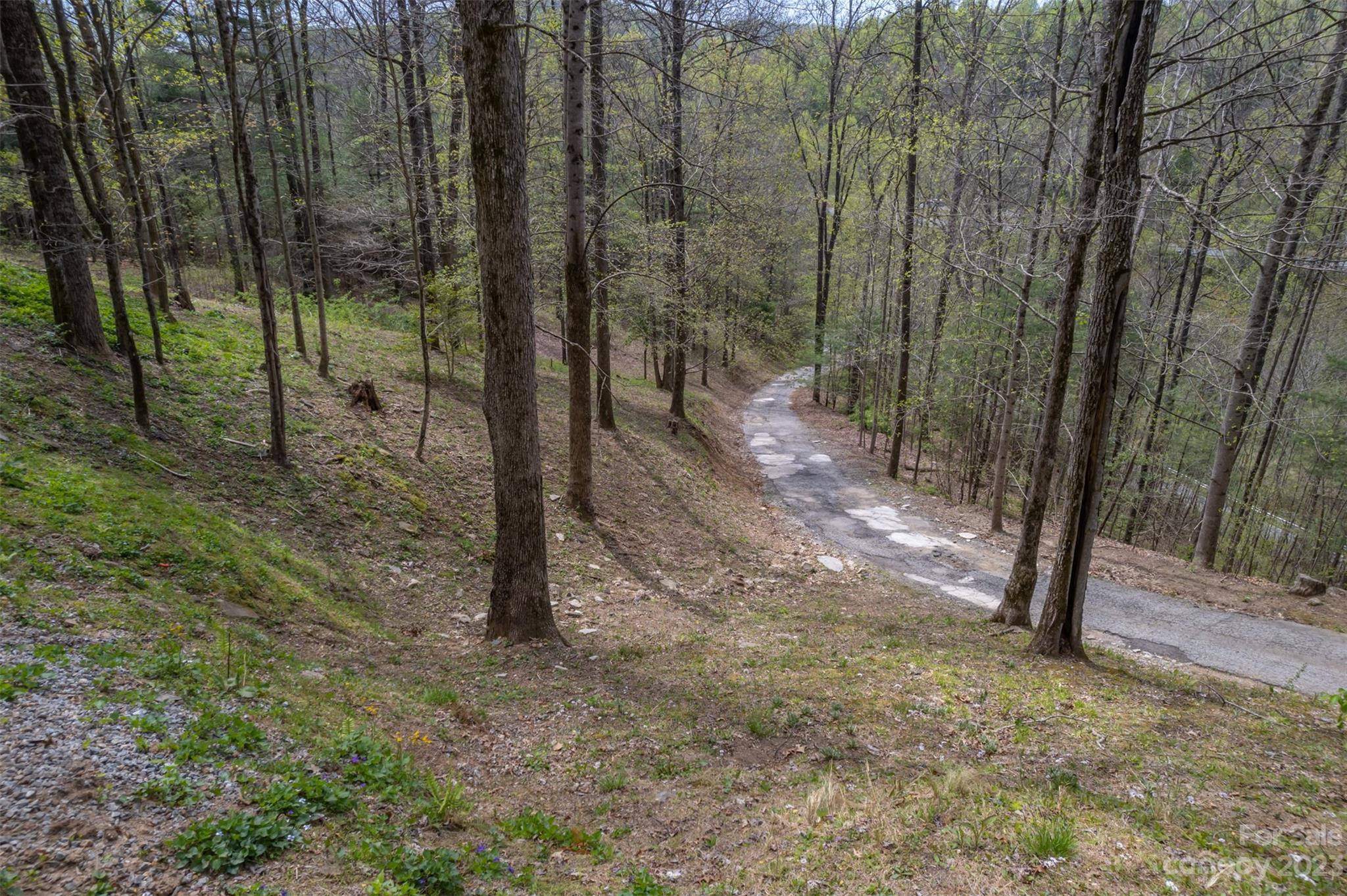1251 Terrys Creek Road Zirconia, NC 28790 - Photo 48 of 48 a view of a forest filled with trees