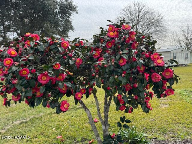 302 Old Sunset Road Church Point, LA 70525 - Photo 40 of 50 Camellia bush