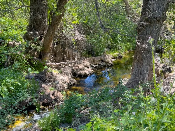a picture of trees