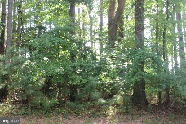 a view of a forest that has large trees