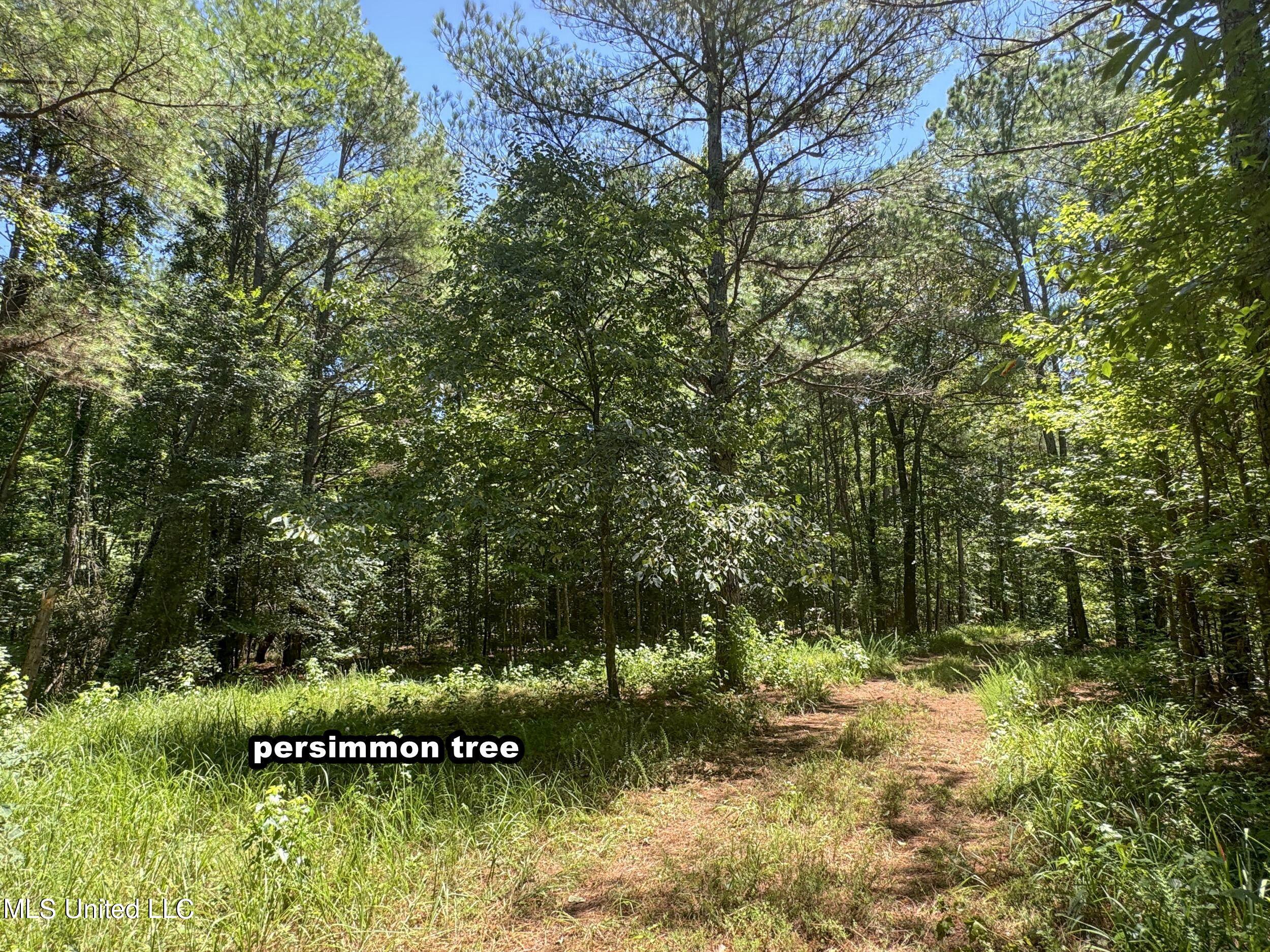 1575 State Park Road Sardis, MS 38666 - Photo 33 of 48 3statepkrd22