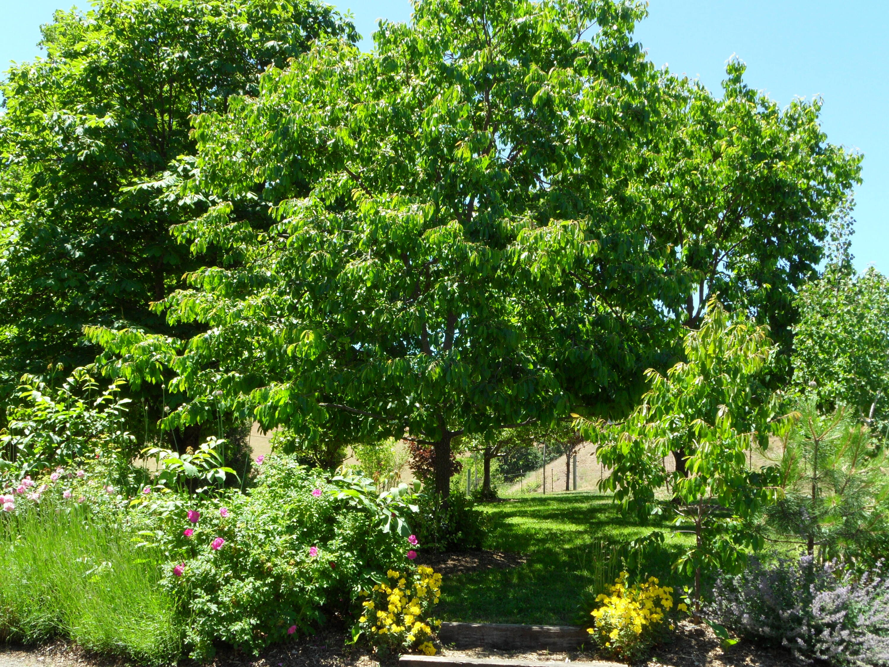 7017 Dark Hollow Road Medford, OR 97501 - Photo 55 of 74 Persimmon Tree