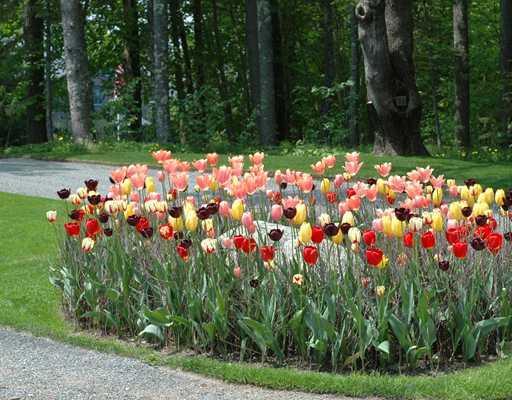 66 Manchester Road Mount Desert, ME 04662 - Photo 22 of 25 Land/Lot. Tulips in May at driveway...
