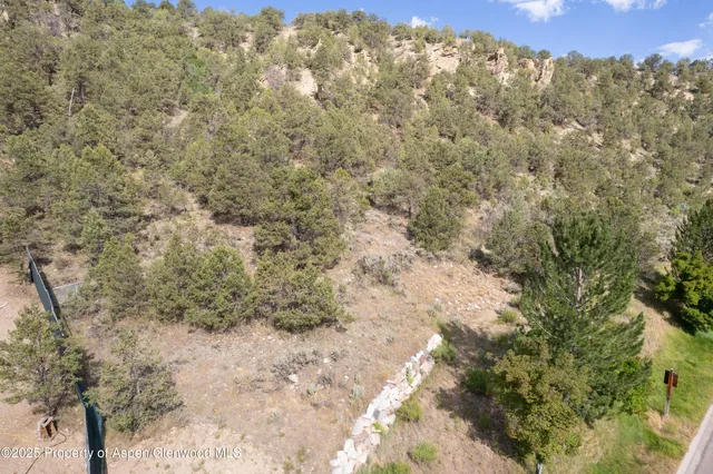 a view of a forest with trees in the background