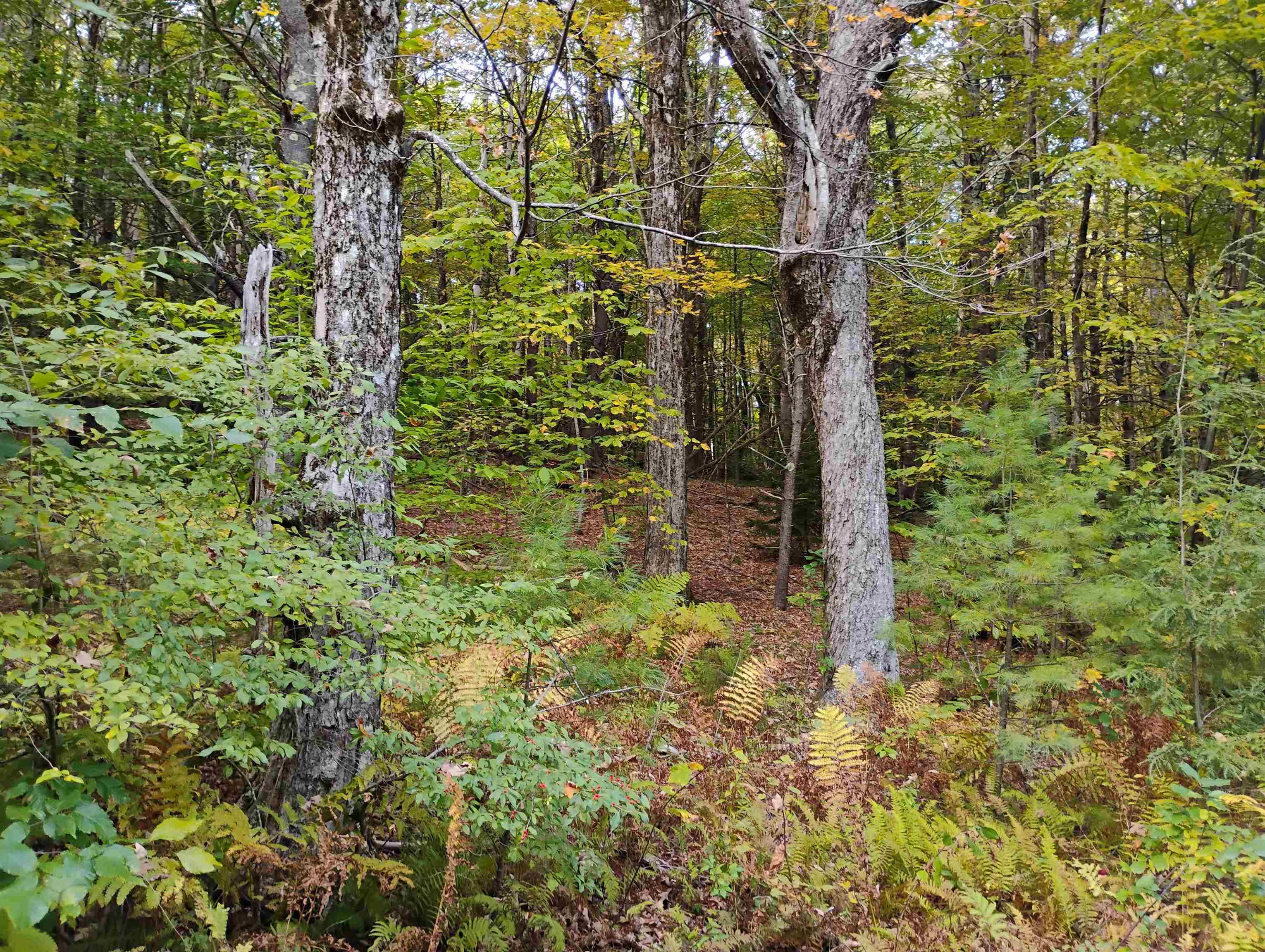 0 Banning Road Putney, VT 05346 - Photo 8 of 12
