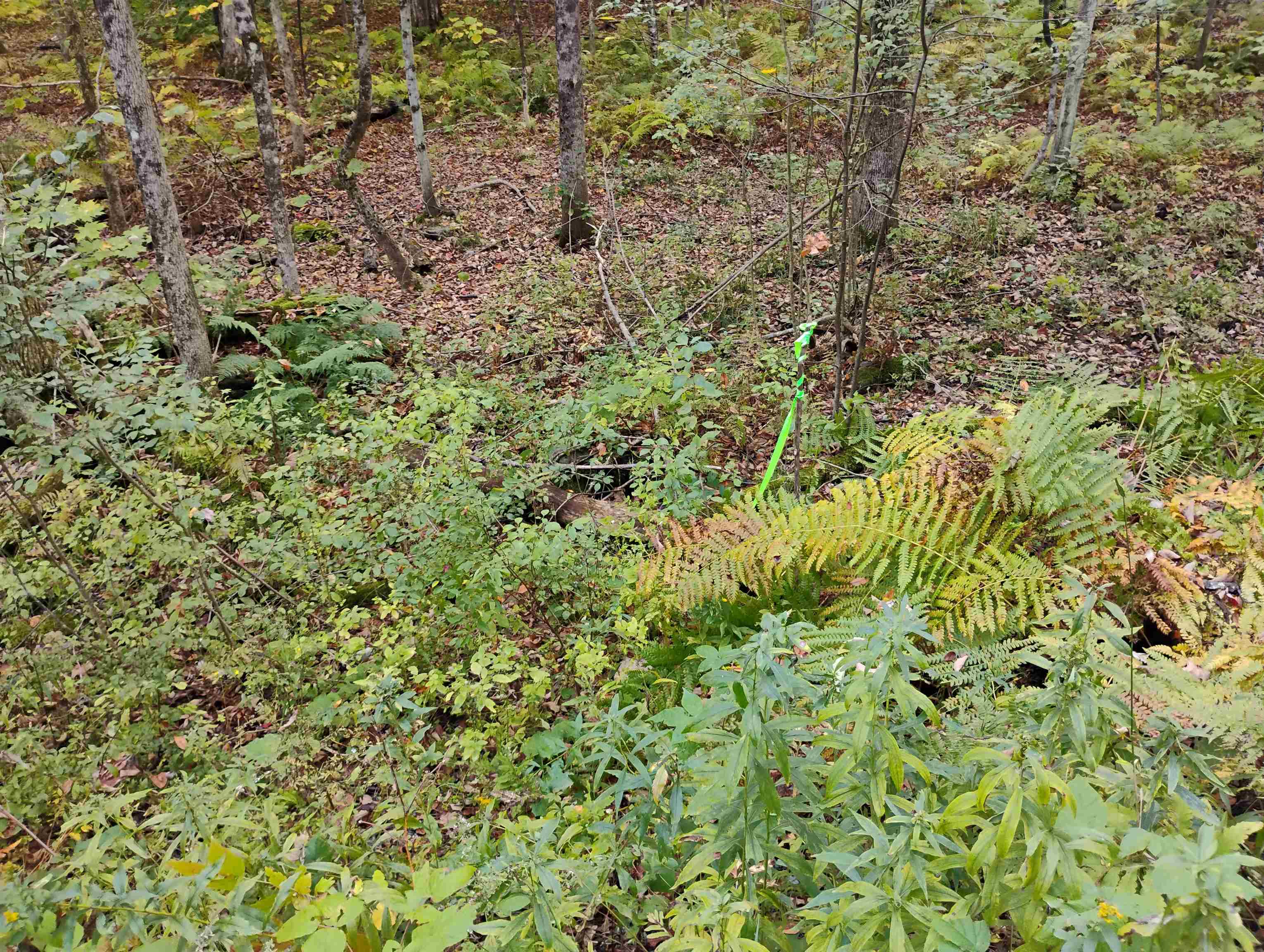 0 Banning Road Putney, VT 05346 - Photo 9 of 12