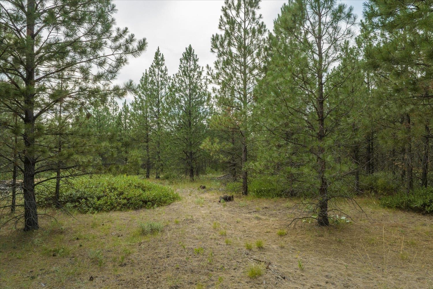 Xx North Hardesty Road Chattaroy, WA 99003 - Photo 29 of 34