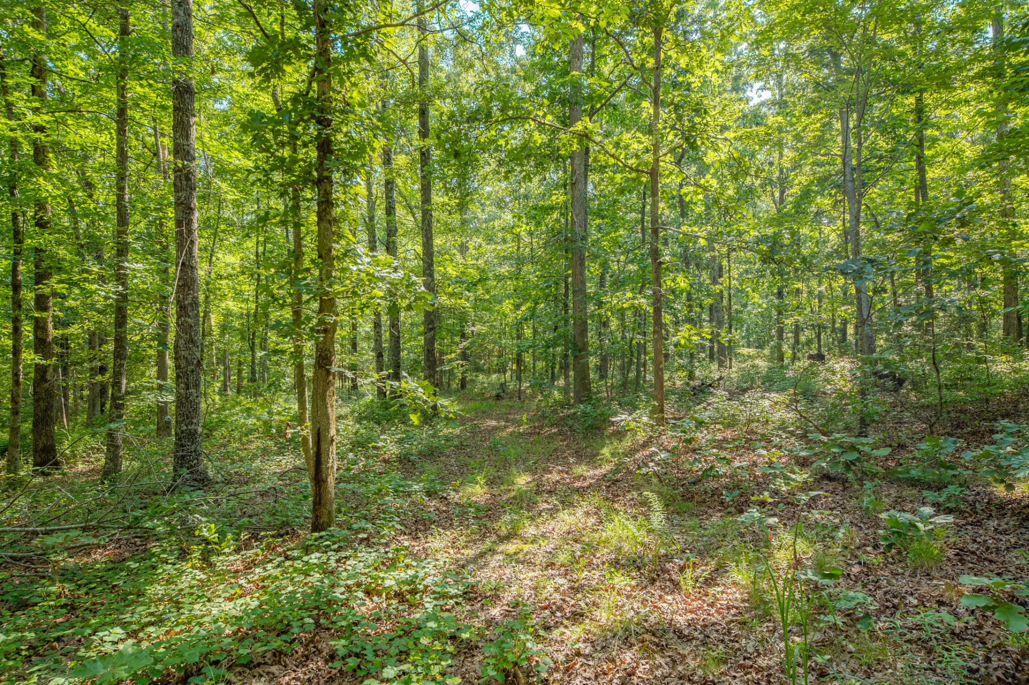 0 Pinewood Road Nunnelly, TN 37137 - Photo 17 of 64 Gallery Image 17