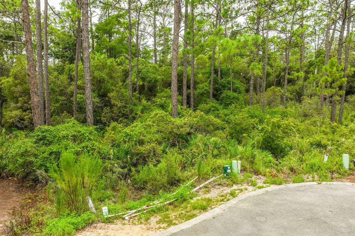 Lot 35 Redbud Ln Inlet Beach Inlet Beach, FL 32461 - Photo 6 of 21 a view of a garden with plants