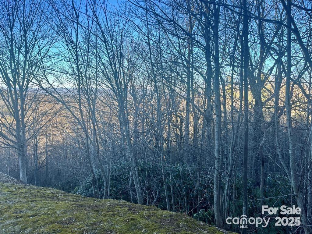 0 Roxworth Court Flat Rock, NC 28731 - Photo 2 of 4 a view of backyard with tree