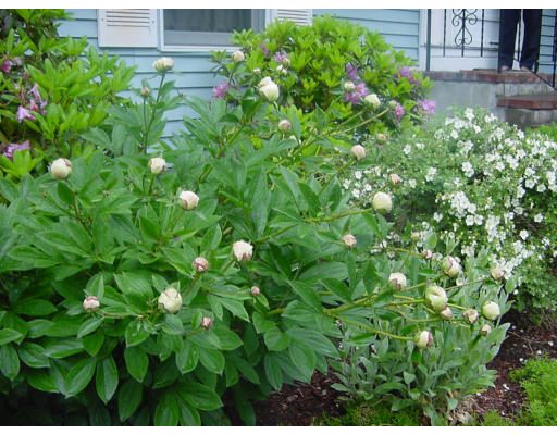 17 Mary Chilton Road Needham, MA 02492 - Photo 7 of 7 a view of flowers in bunch