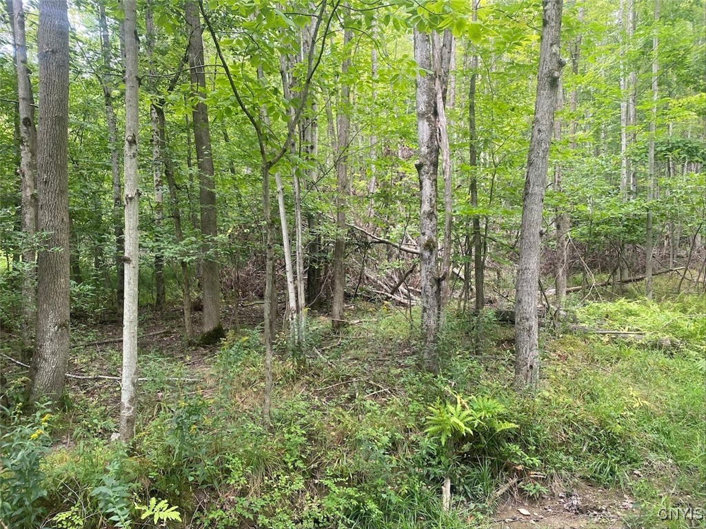 Oramel Hill Road Caneadea, NY 14717 - Photo 5 of 14