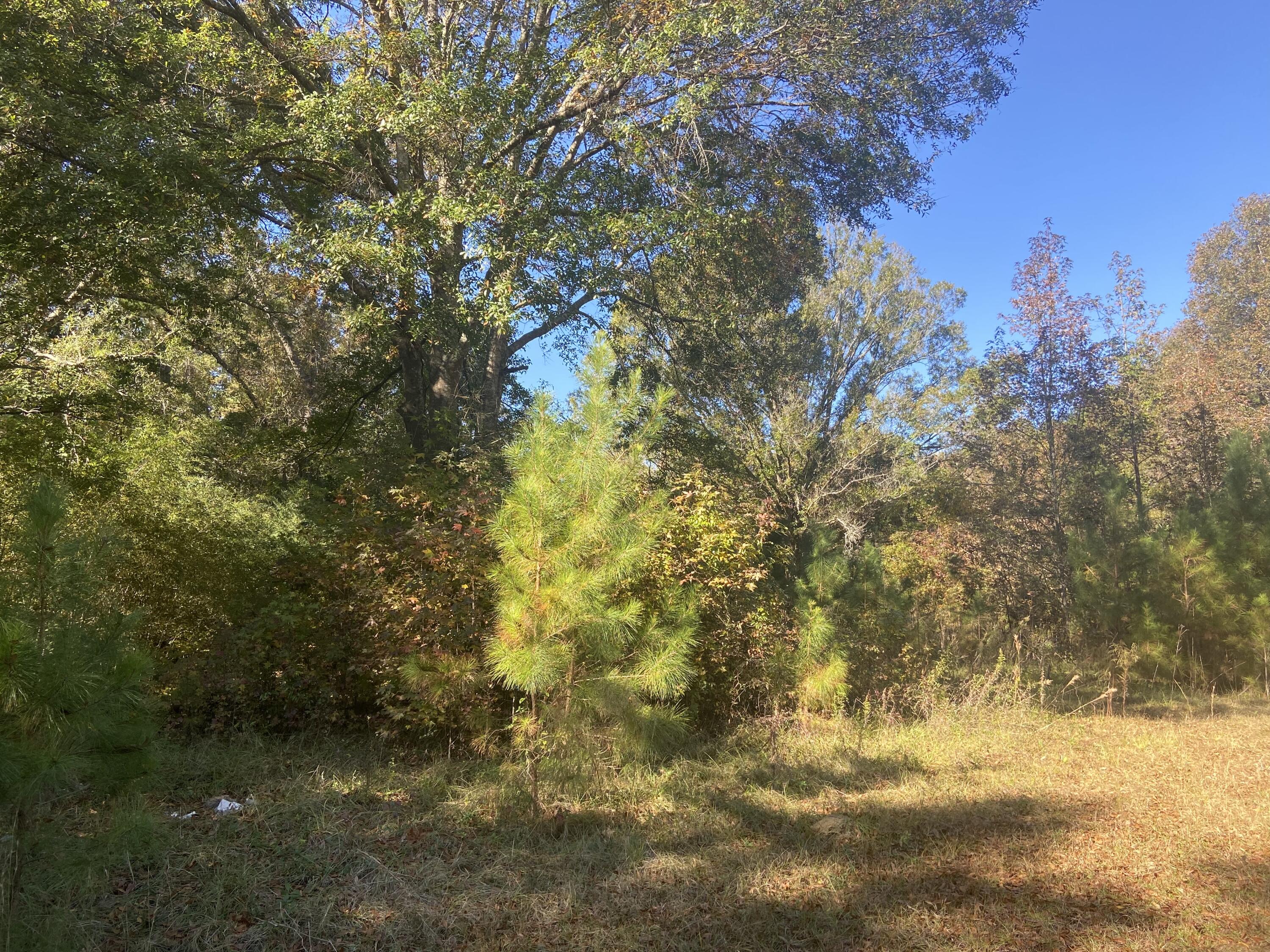 983 Royle Road Ladson, SC 29456 - Photo 3 of 3 F002C1FA-8EB1-4CD9-9A1C-EAFF86833089