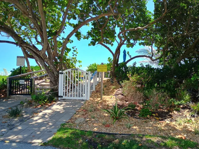 a view of a yard with plants and large trees