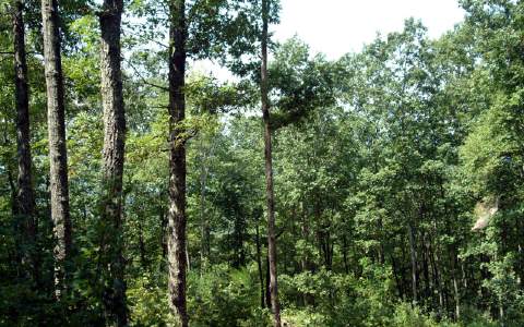 Lot23 Channing Ridge Road Morganton, GA 30560 - Photo 1 of 1 Main View