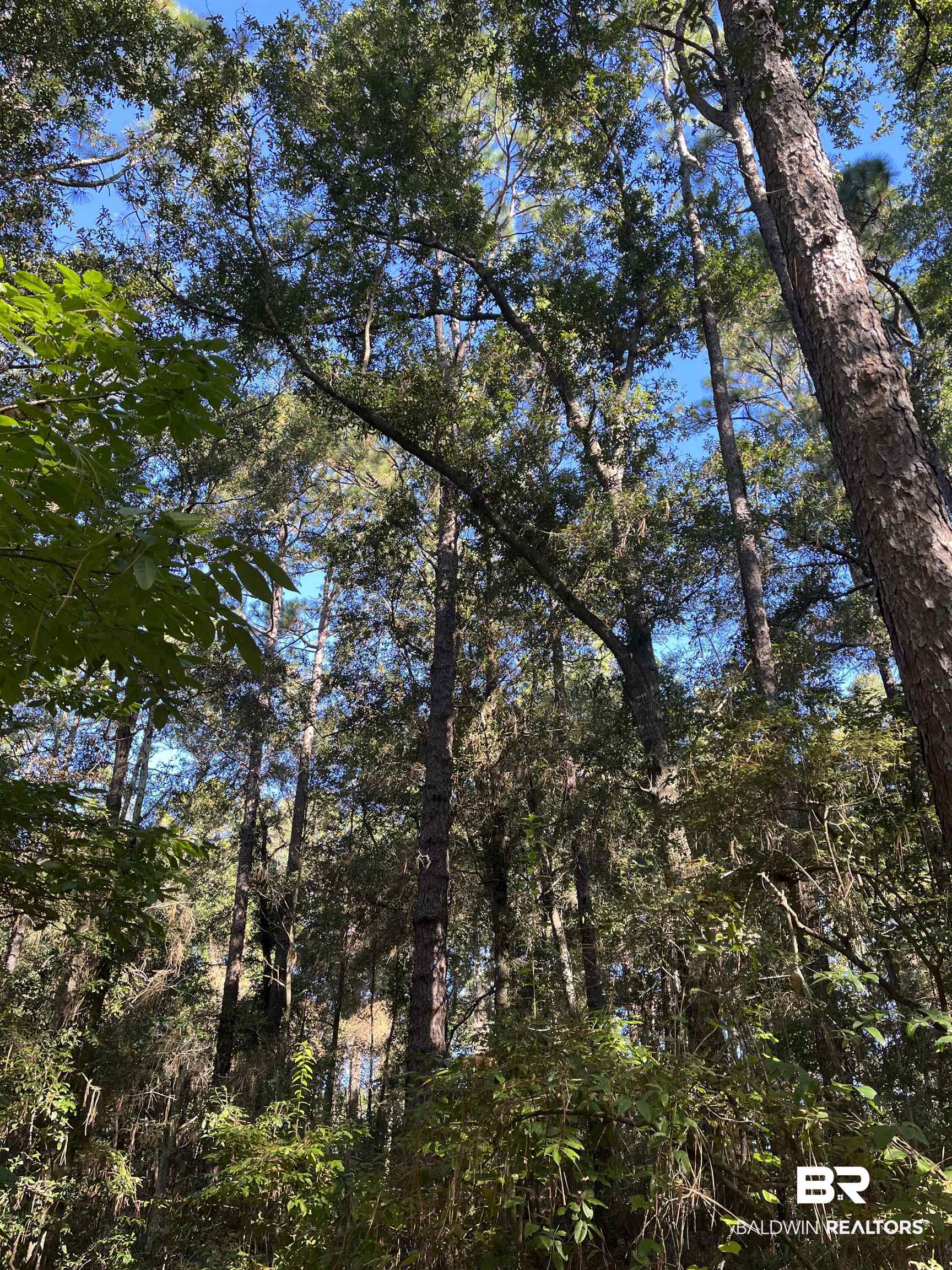 0 Forest Dell Road Mobile, AL 36618 - Photo 3 of 8
