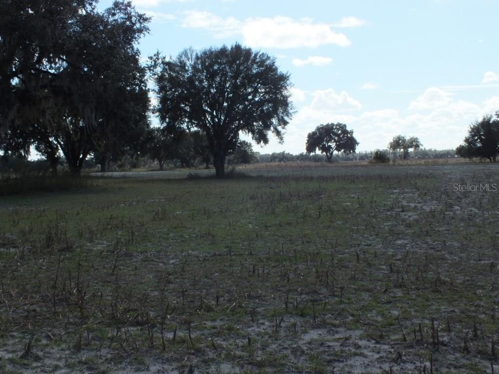 Pasture with scattered oaks