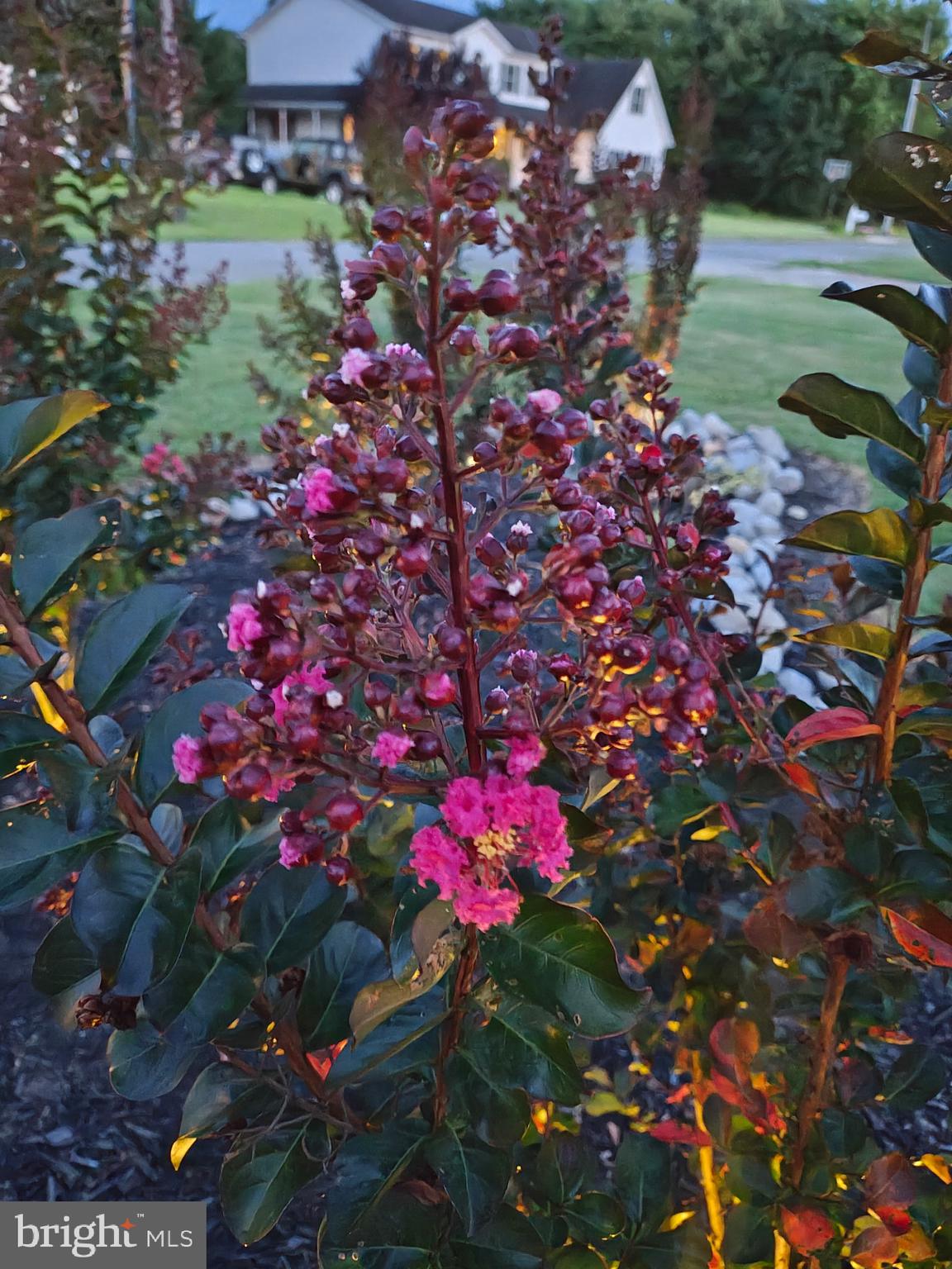 81 Harvard Road Pennsville, NJ 08070 - Photo 29 of 32 a view of a flower