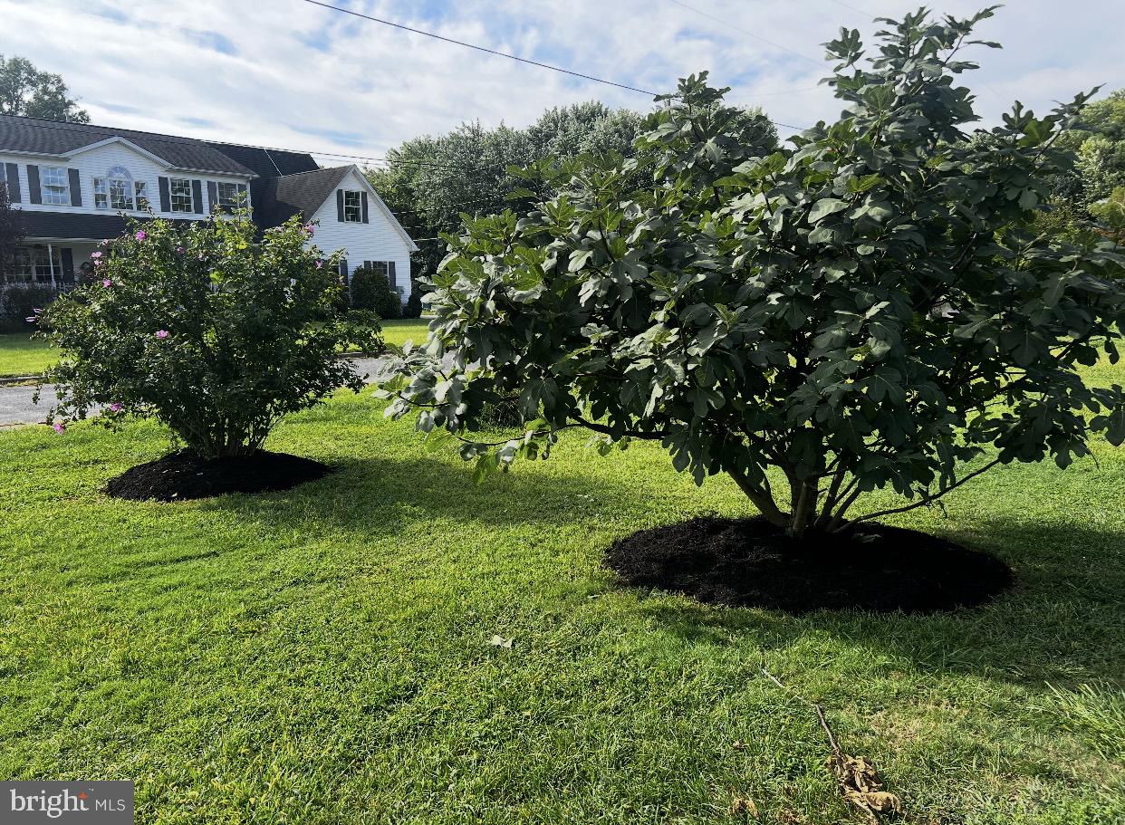 81 Harvard Road Pennsville, NJ 08070 - Photo 30 of 32 a view of a garden with a tree