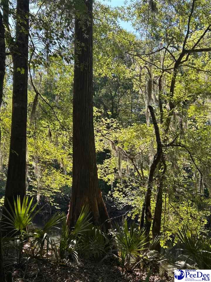 Tbd Tbd River Neck Road Florence, SC 29505 - Photo 22 of 47 Gallery Image 22