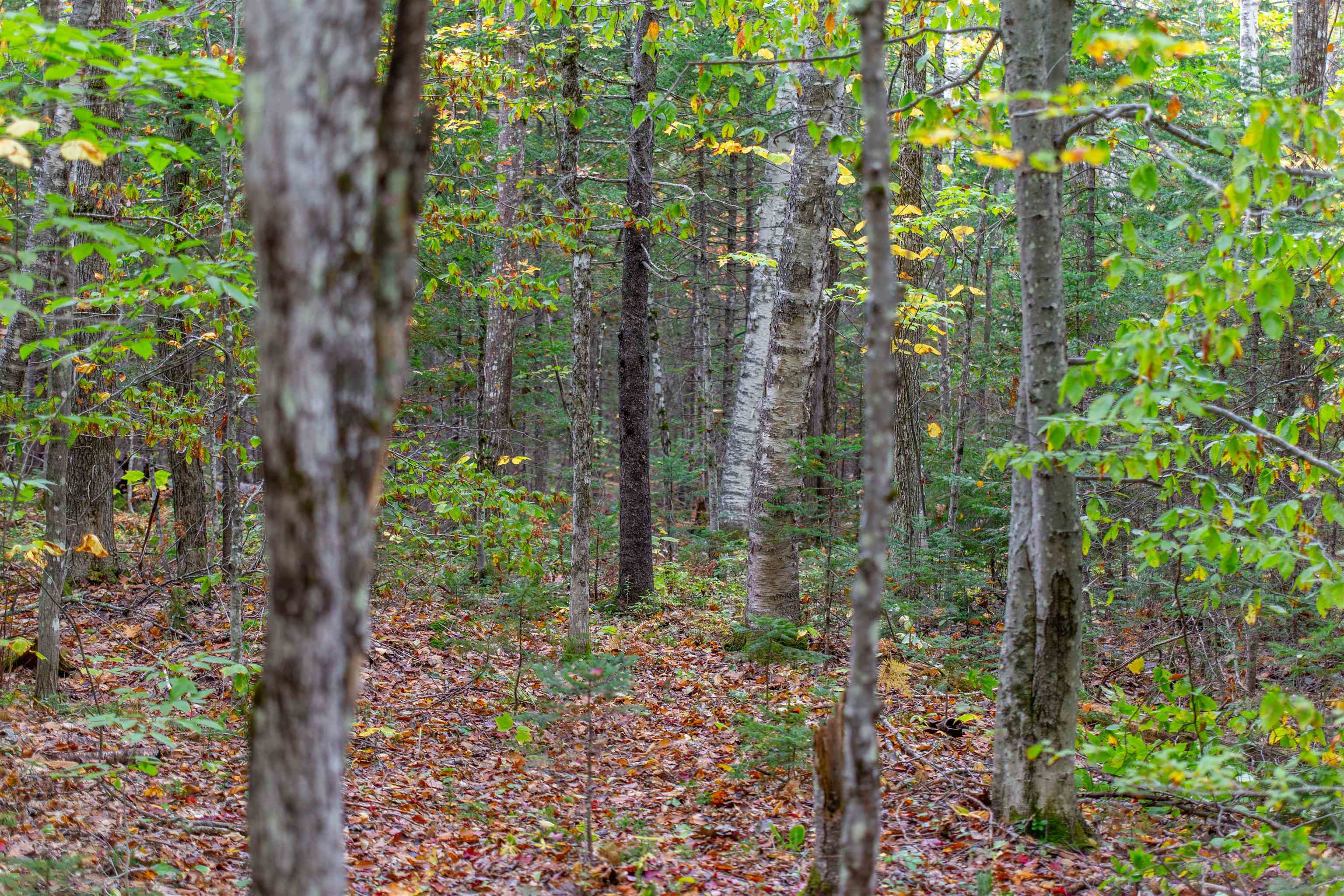 85 Locke Falls Road Tamworth, NH 03897 - Photo 19 of 22 Gallery Image 19