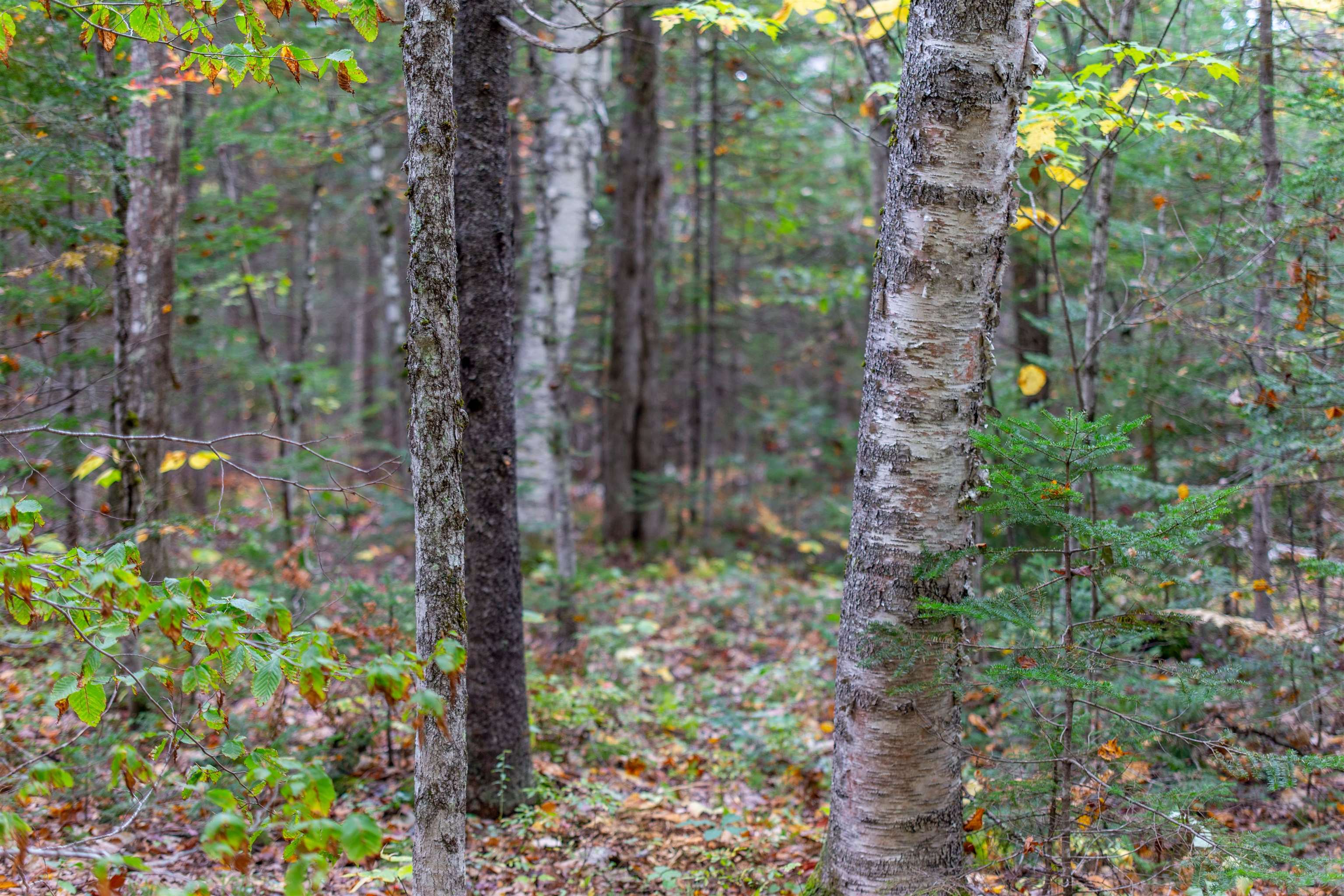 85 Locke Falls Road Tamworth, NH 03897 - Photo 20 of 22 Gallery Image 20