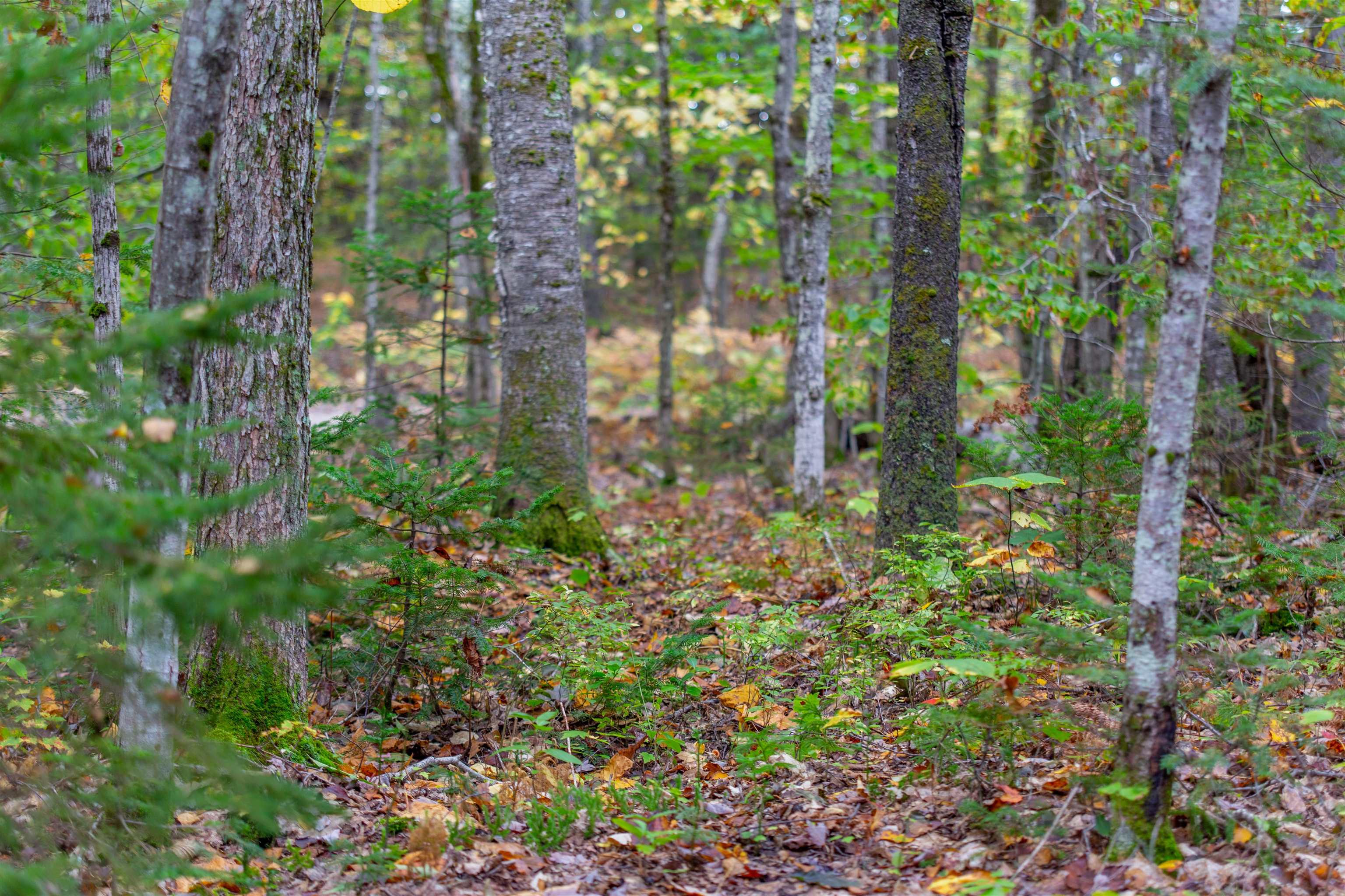 85 Locke Falls Road Tamworth, NH 03897 - Photo 2 of 22 Gallery Image 2