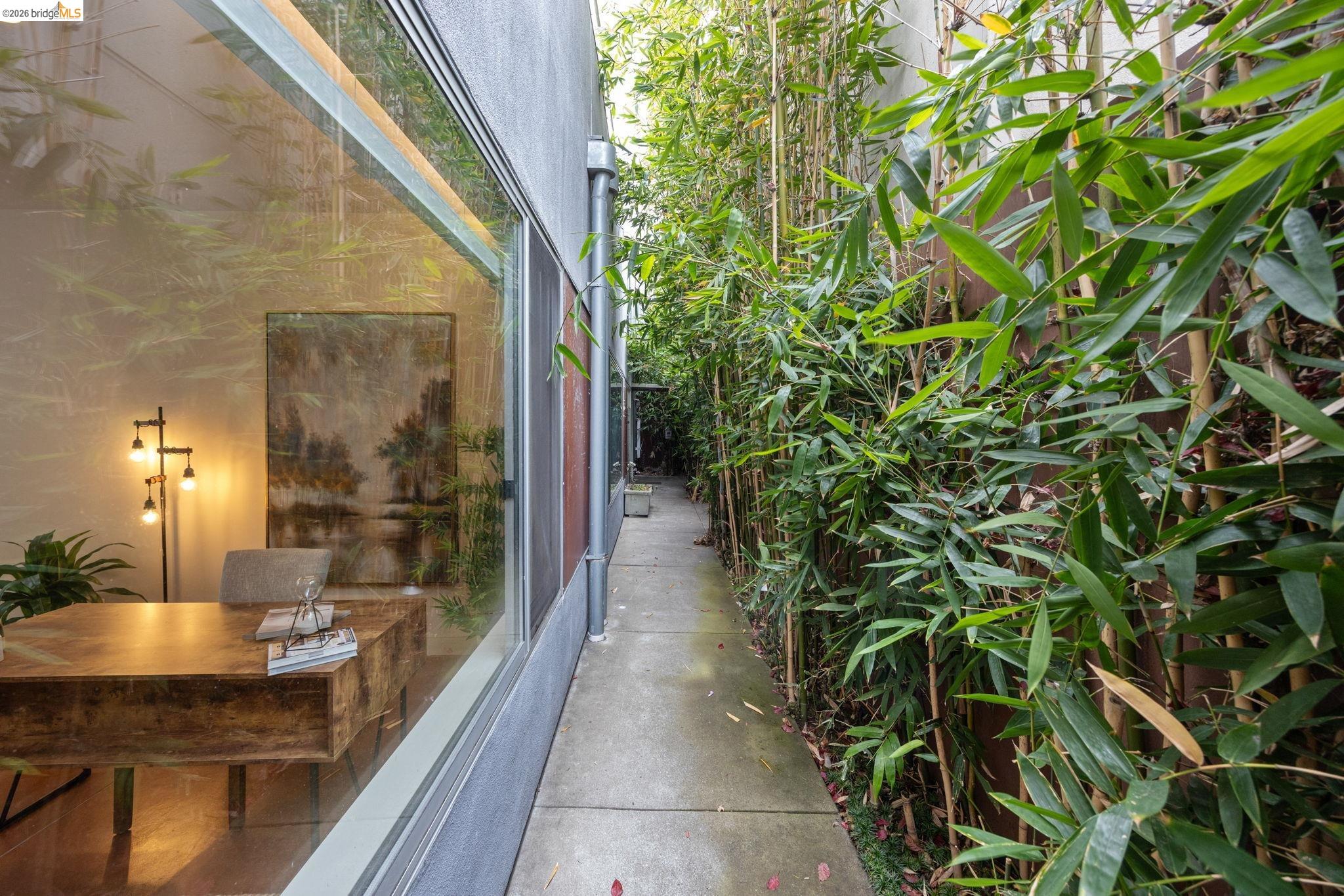 Concrete walkway bordered by lush bamboo and a large pane window