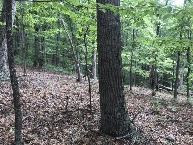 480 Liberty Road Penhook, VA 24137 - Photo 16 of 32 329F2811-1AAC-43EC-B2B1-00DA4488ED5B