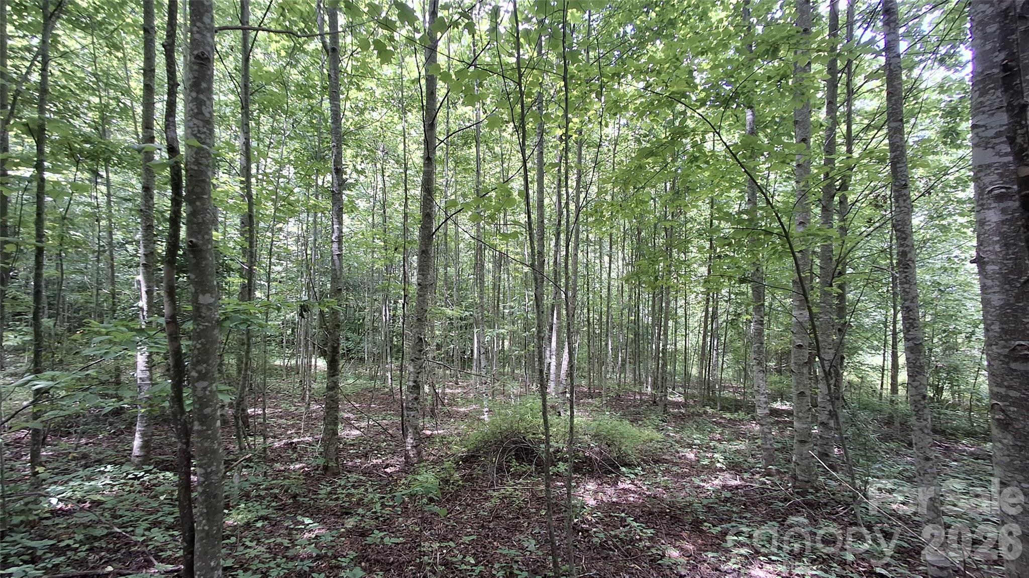 0 Dry Creek Road Robbinsville, NC 28771 - Photo 7 of 20