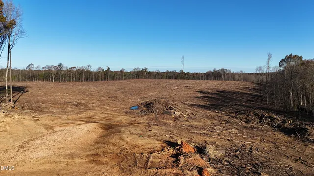 a view of a tree in a yard