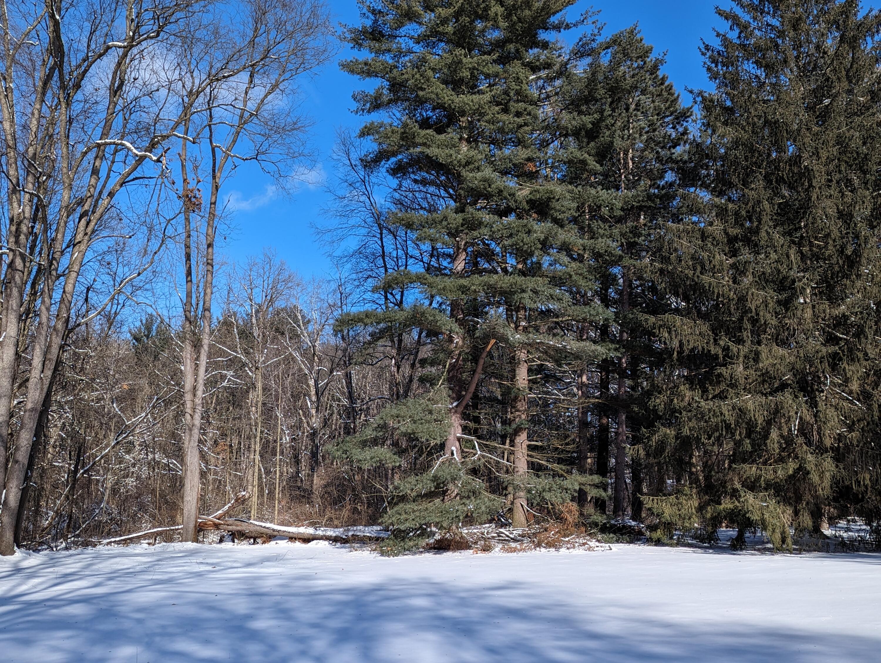 8166 Chamberlin Road Dexter, MI 48130 - Photo 91 of 103 Yrd 1