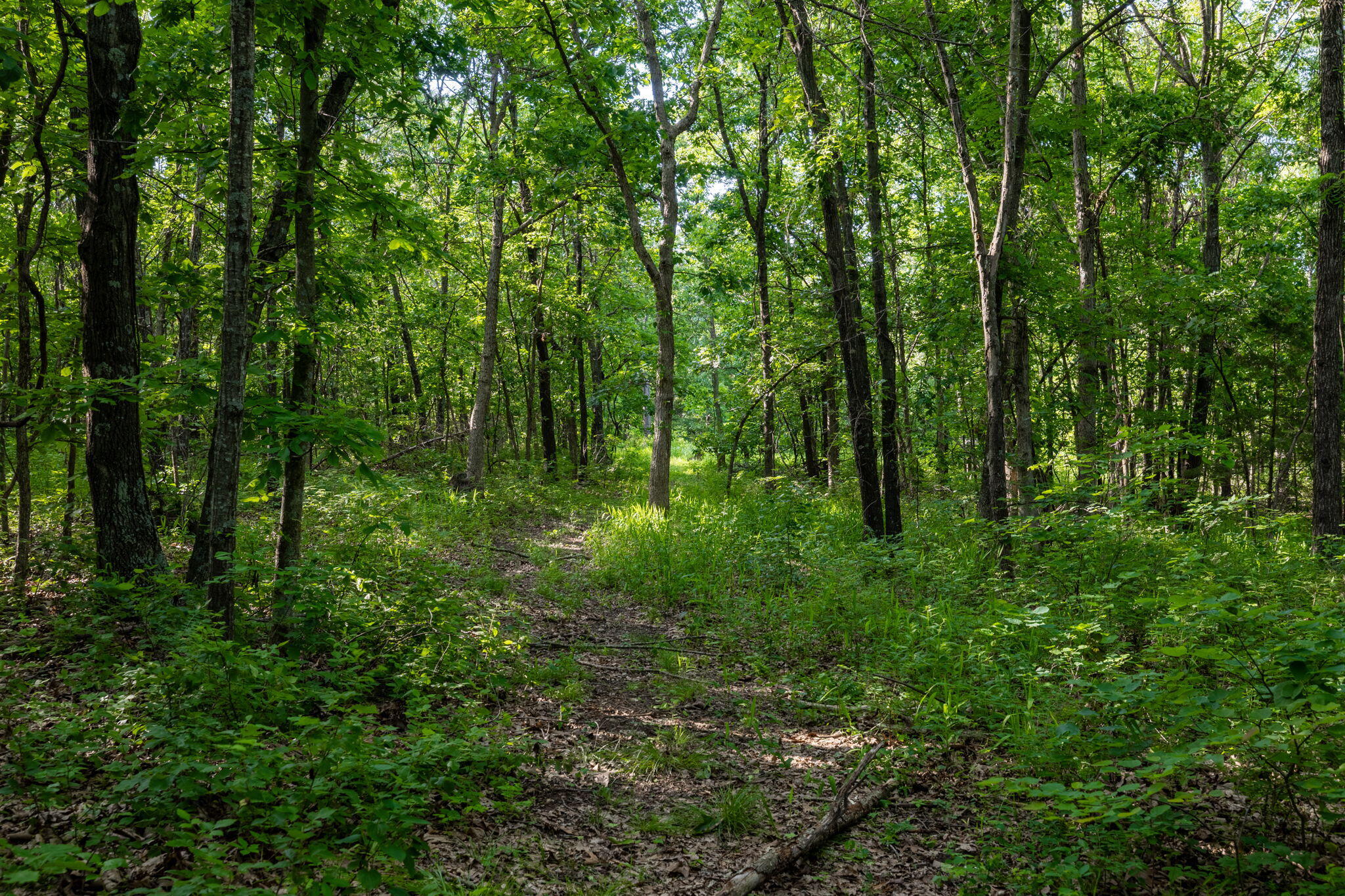 3093 South 25th Road Humansville, MO 65674 - Photo 31 of 62 35-web-or-mls-A-35