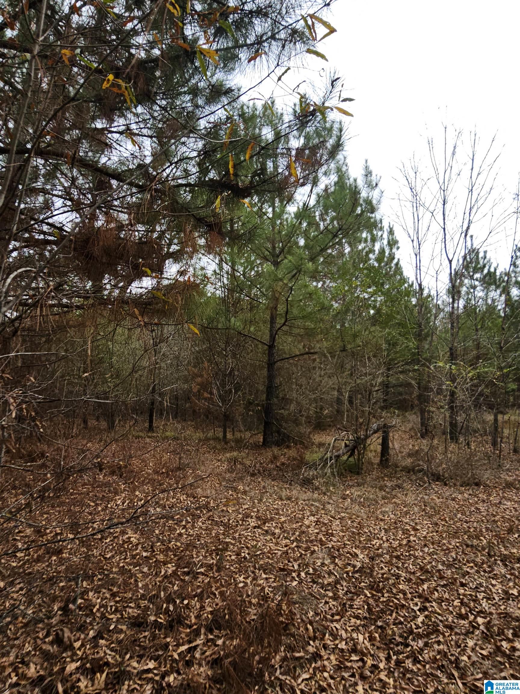 0 County Road 724 Calera, AL 35040 - Photo 16 of 18