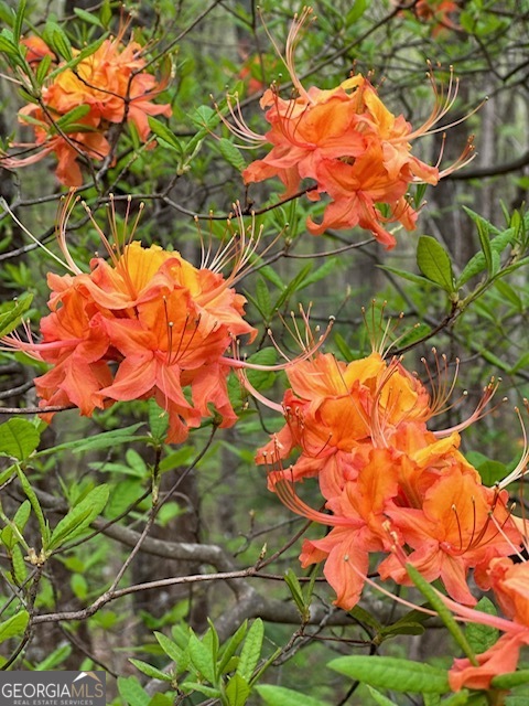 0 Creek Camp Road Ellijay, GA 30536 - Photo 14 of 40 a backyard of a house