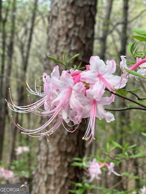 0 Creek Camp Road Ellijay, GA 30536 - Photo 15 of 40 a bathroom with a sink and mirror