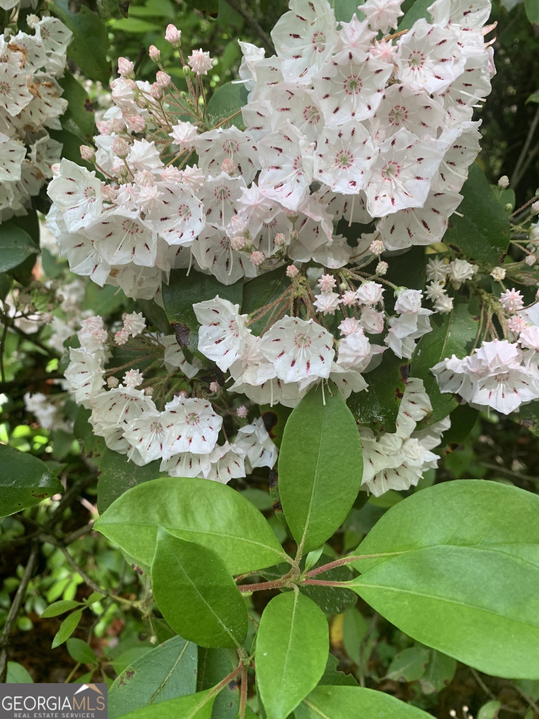 0 Creek Camp Road Ellijay, GA 30536 - Photo 16 of 40 a picture of flowers