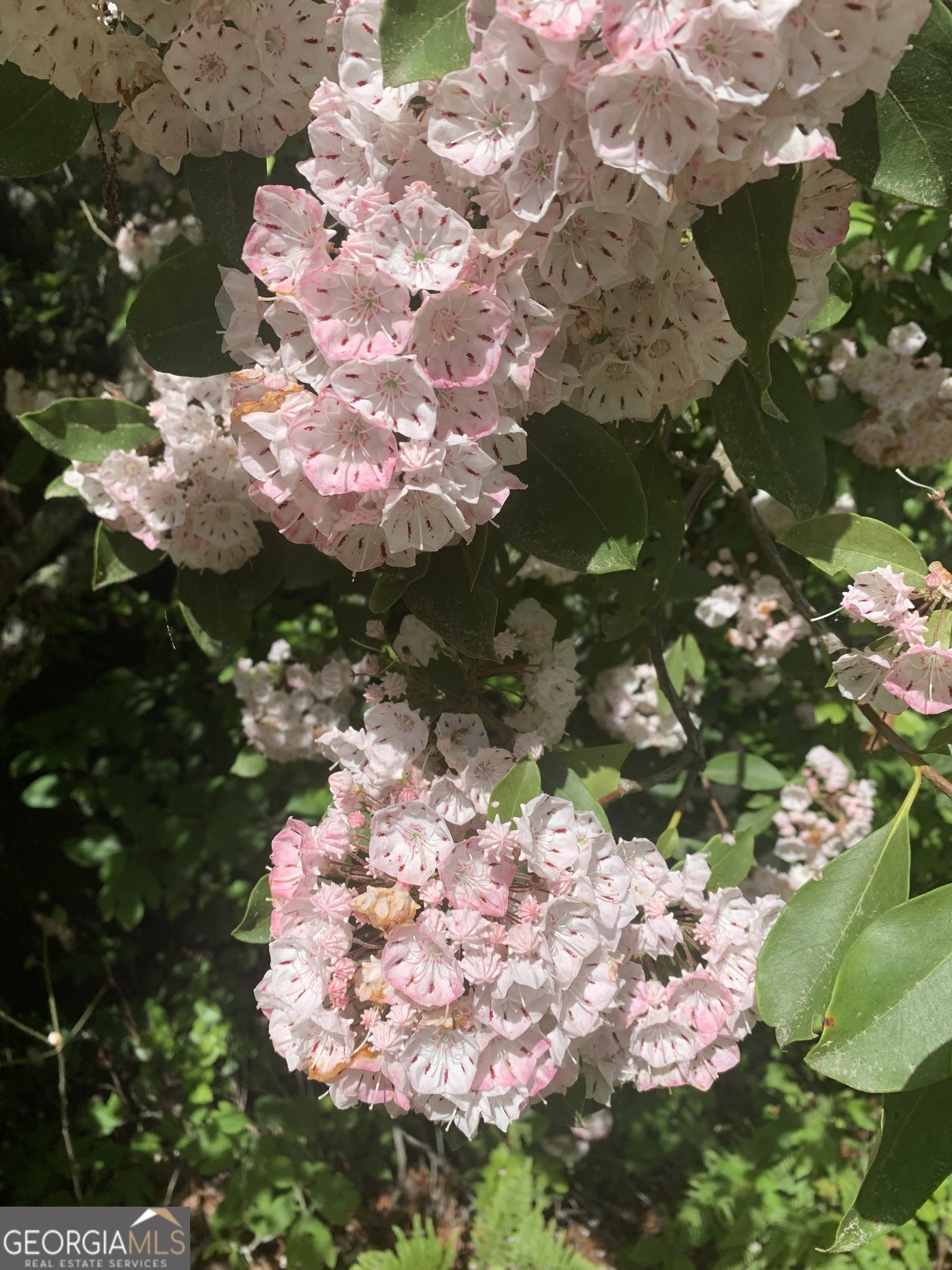 0 Creek Camp Road Ellijay, GA 30536 - Photo 17 of 40 a picture of flowers