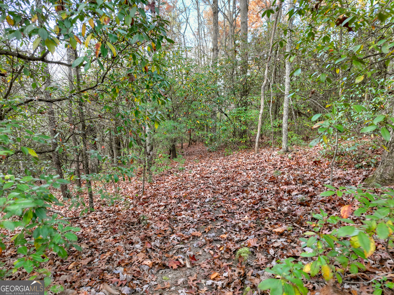 0 Creek Camp Road Ellijay, GA 30536 - Photo 7 of 40 a view of a forest with trees