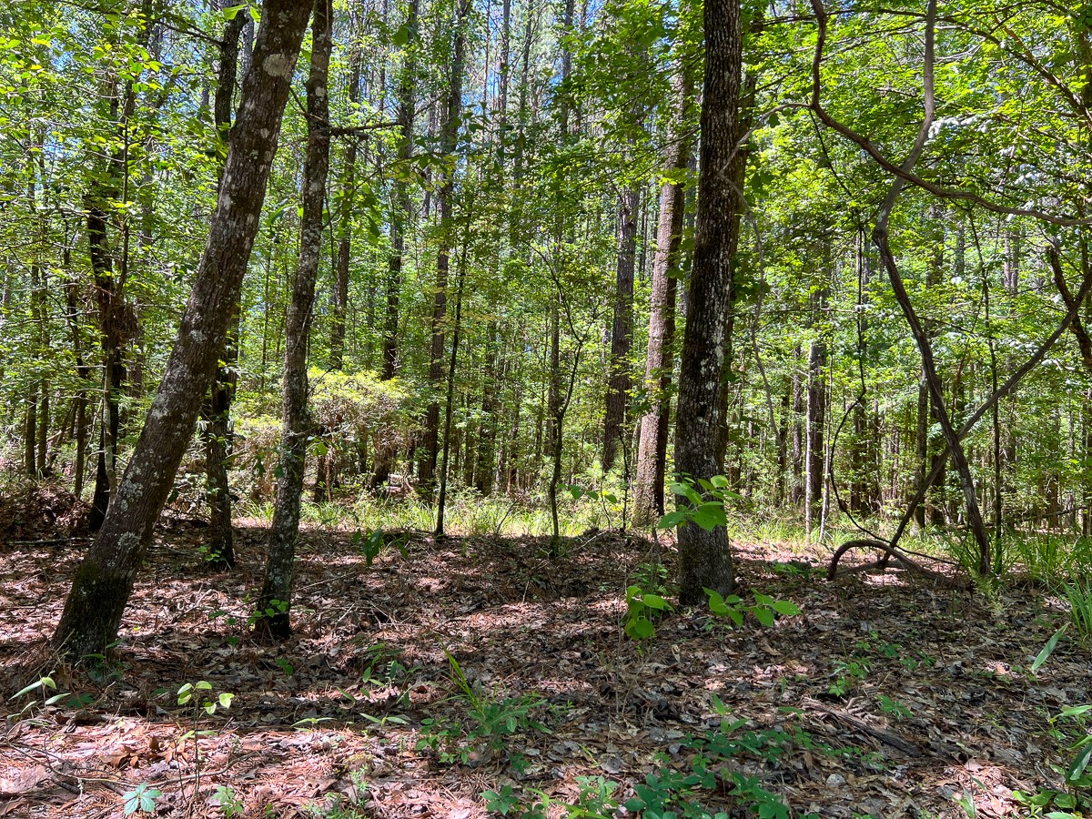 11 Howell Road Corrigan, TX 75939 - Photo 17 of 17