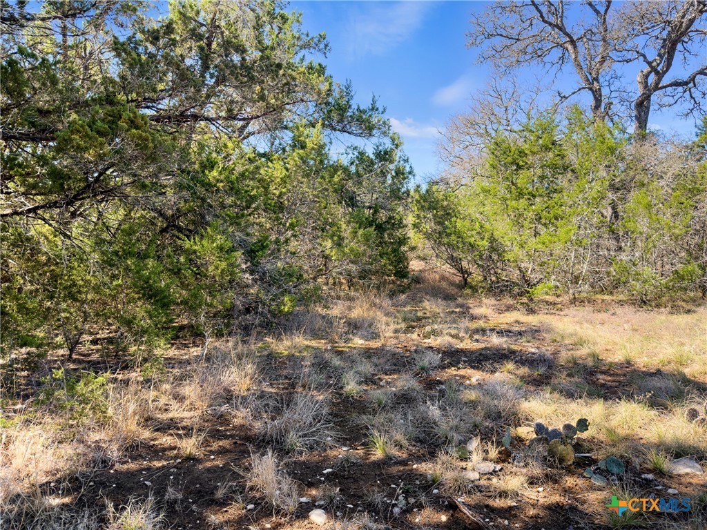 535 Left Fork Place Spring Branch, TX 78070 - Photo 20 of 34 a view of a plants in a yard