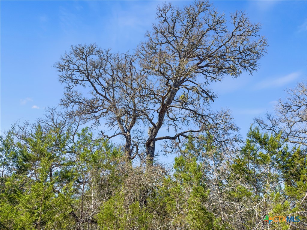 535 Left Fork Place Spring Branch, TX 78070 - Photo 3 of 34 a view of a yard with a tree