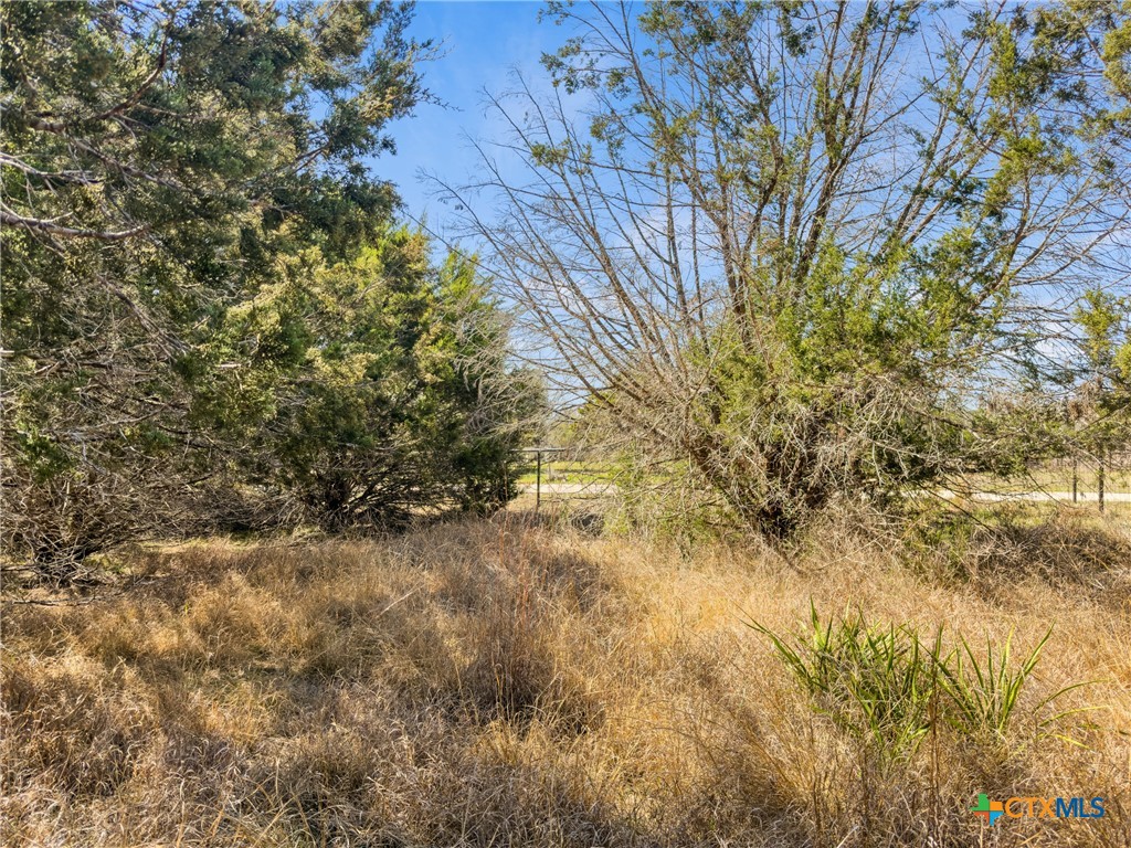 535 Left Fork Place Spring Branch, TX 78070 - Photo 4 of 34 a view of a yard with a tree