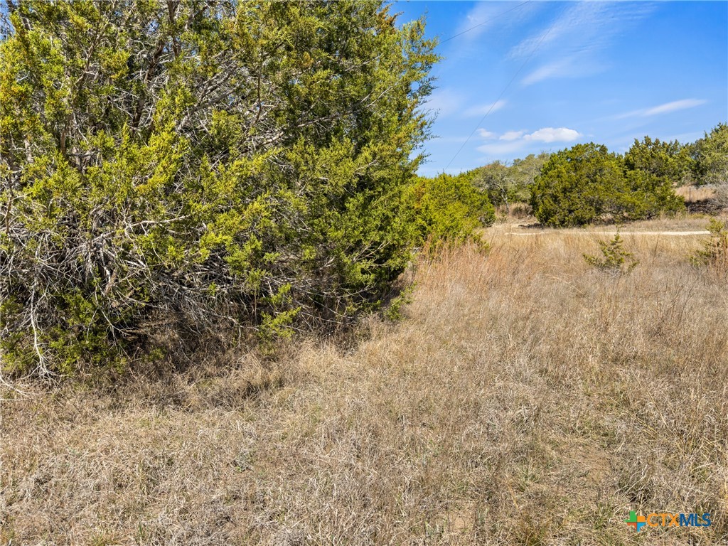 535 Left Fork Place Spring Branch, TX 78070 - Photo 5 of 34 a view of a yard with a tree