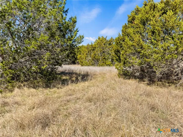 a view of a yard with trees