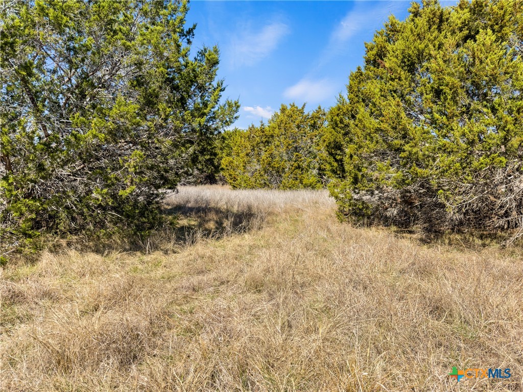 535 Left Fork Place Spring Branch, TX 78070 - Photo 7 of 34 a view of a yard with trees