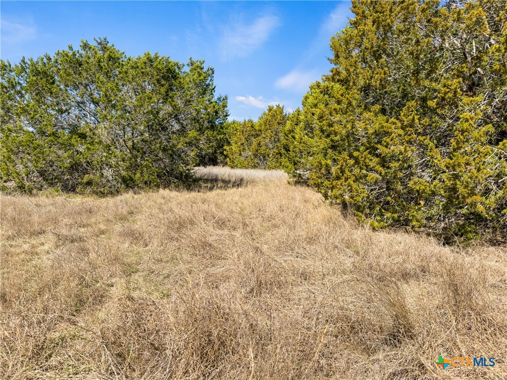 535 Left Fork Place Spring Branch, TX 78070 - Photo 8 of 34 a view of a yard with a tree