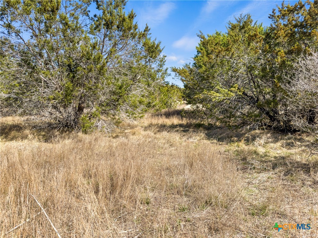 535 Left Fork Place Spring Branch, TX 78070 - Photo 10 of 34 a view of a yard