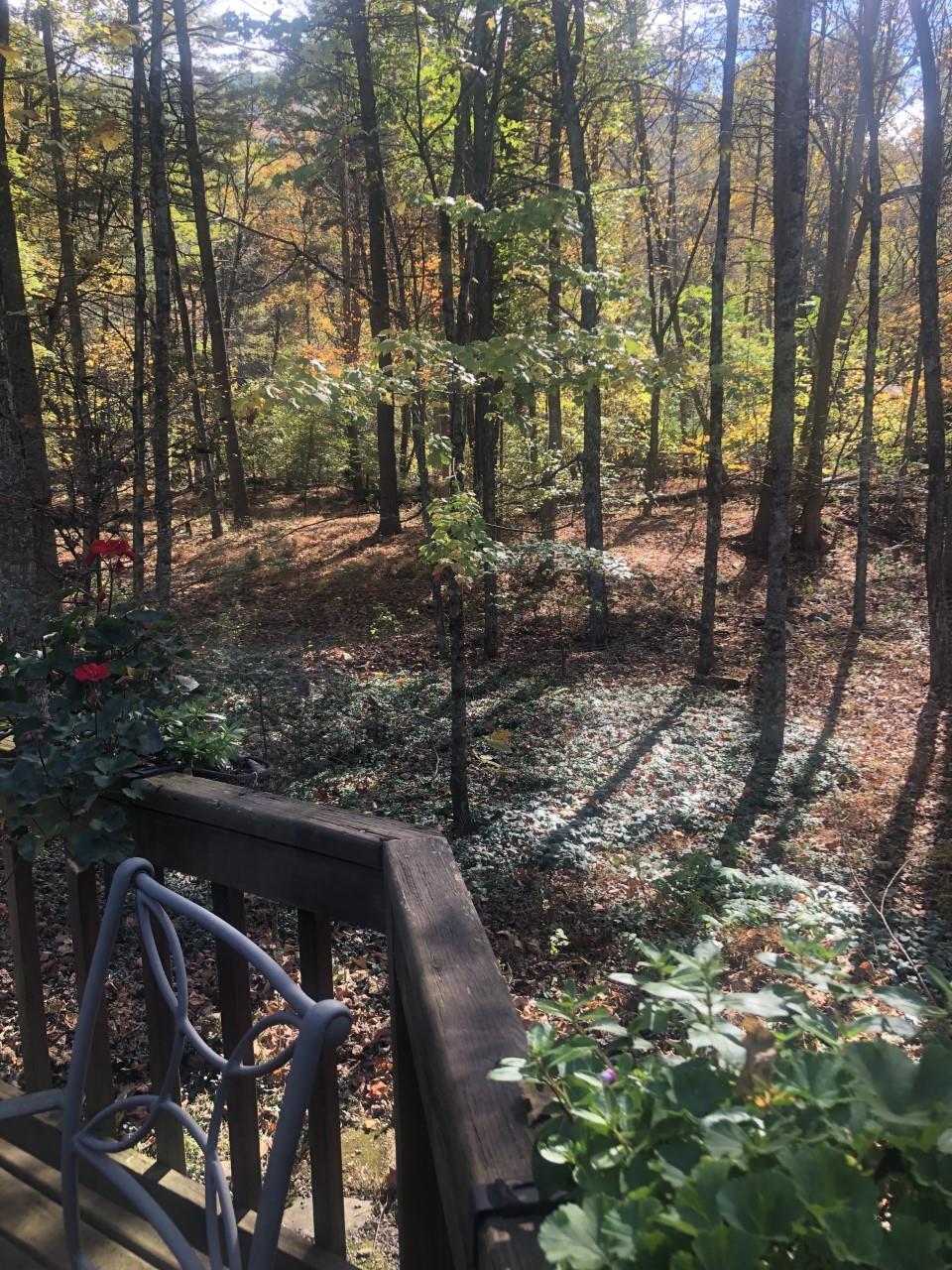 23359 German River Road Criders, VA 22820 - Photo 14 of 39 a view of a yard with plants and trees